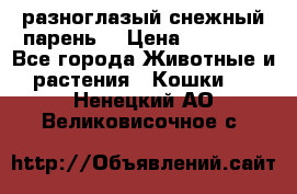 разноглазый снежный парень. › Цена ­ 10 000 - Все города Животные и растения » Кошки   . Ненецкий АО,Великовисочное с.